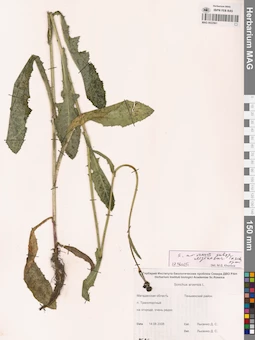 MAG 0022561