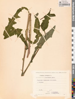 MAG 0022564