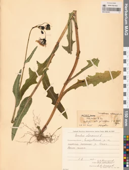 MAG 0022567