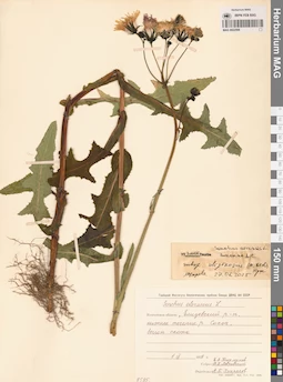 MAG 0022568