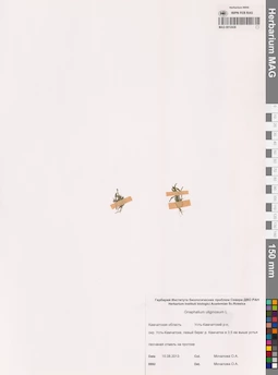 MAG 0012438