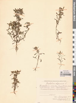MAG 0012439