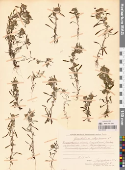 MAG 0012440