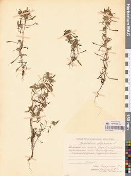 MAG 0012441