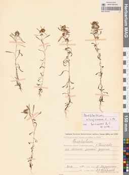 MAG 0012443