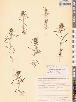 MAG 0012445
