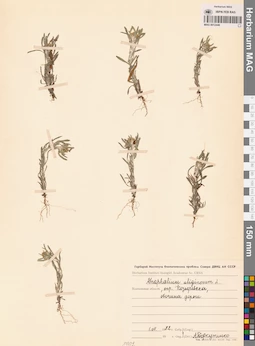 MAG 0012446