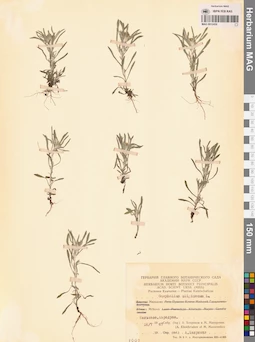 MAG 0012450