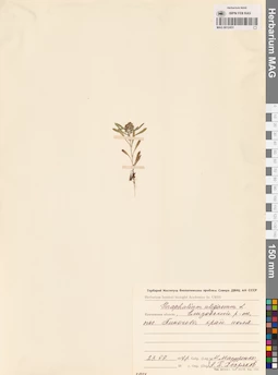 MAG 0012451