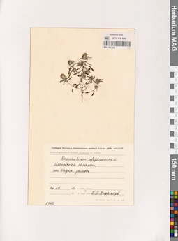 MAG 0012452