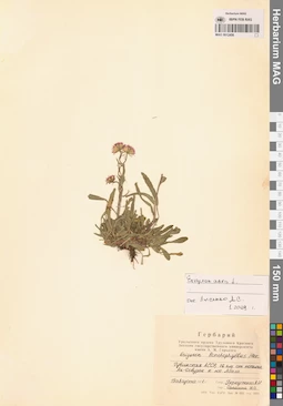 MAG 0012456