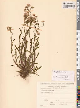 MAG 0012458