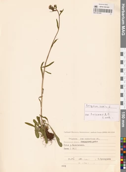 MAG 0012459
