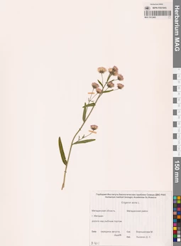 MAG 0012460