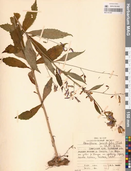 MAG 0012467