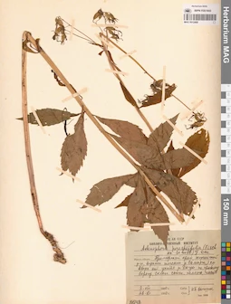 MAG 0012468