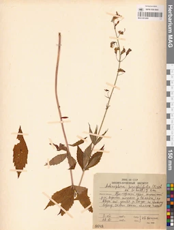 MAG 0012469