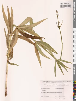 MAG 0012471