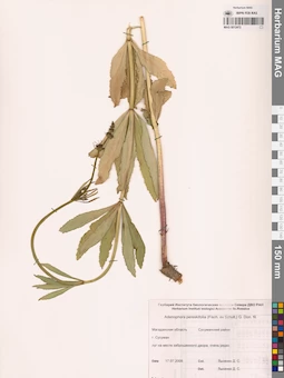 MAG 0012472
