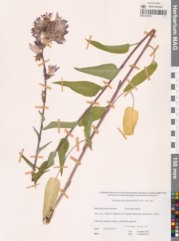 MAG 0012474