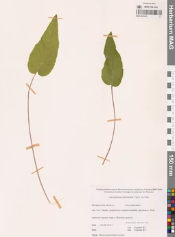 MAG 0012475