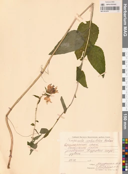 MAG 0012479
