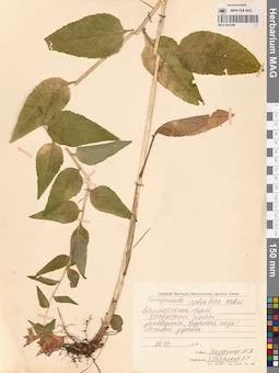 MAG 0012480
