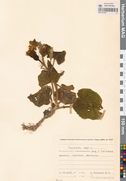 MAG 0012481