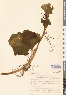 MAG 0012482