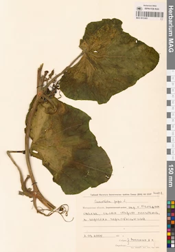 MAG 0012483