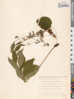 MAG 0022570