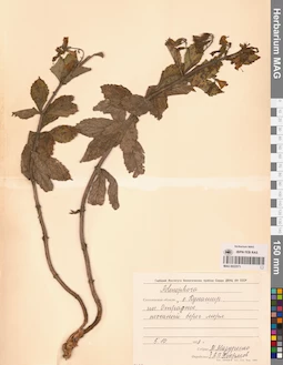 MAG 0022571