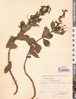 MAG 0022572