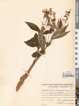 MAG 0022573