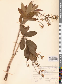 MAG 0022574