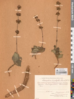 MAG 0022575