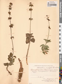 MAG 0022576