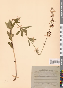MAG 0022577