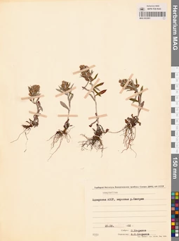 MAG 0022601