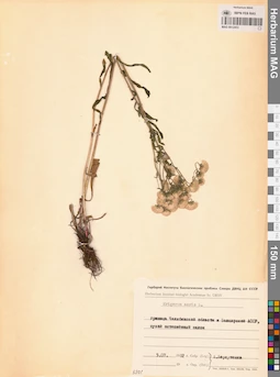 MAG 0012453