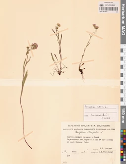 MAG 0012454
