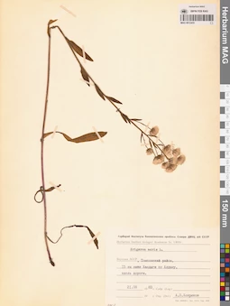 MAG 0012455