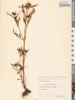 MAG 0012418