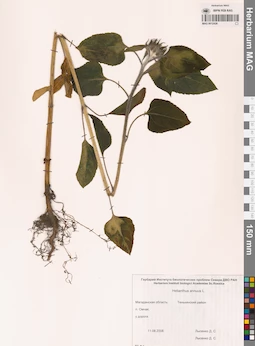 MAG 0012426
