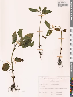 MAG 0012428