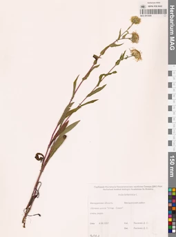 MAG 0012429