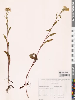 MAG 0012430