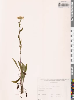 MAG 0012431