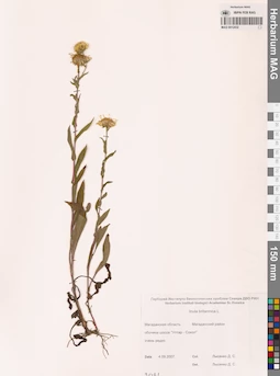 MAG 0012432