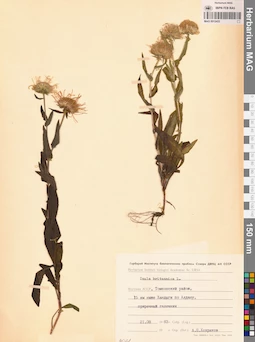 MAG 0012433
